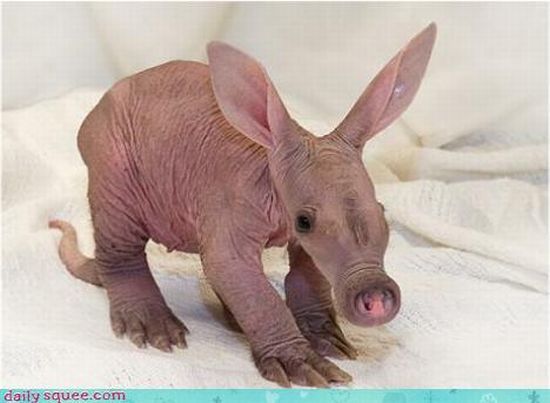 cute baby pet animal