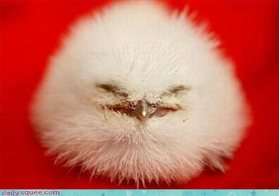 cute baby pet animal