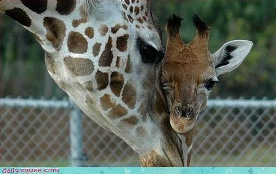 cute baby pet animal