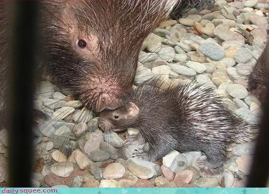 cute baby pet animal