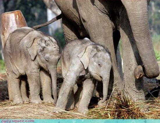 cute baby pet animal