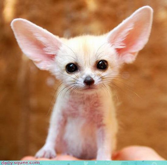 cute baby pet animal