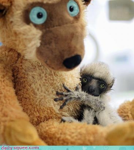 cute baby pet animal