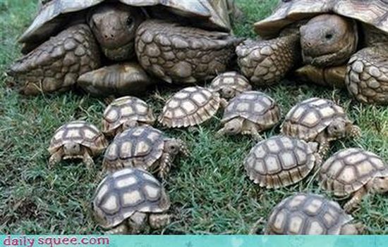 cute baby pet animal