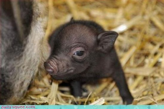 cute baby pet animal