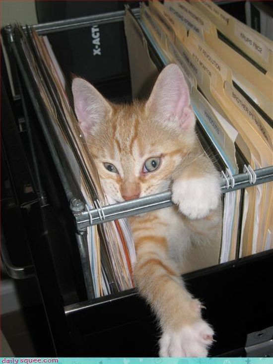 cute baby pet animal