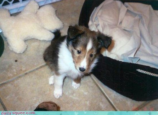 cute baby pet animal