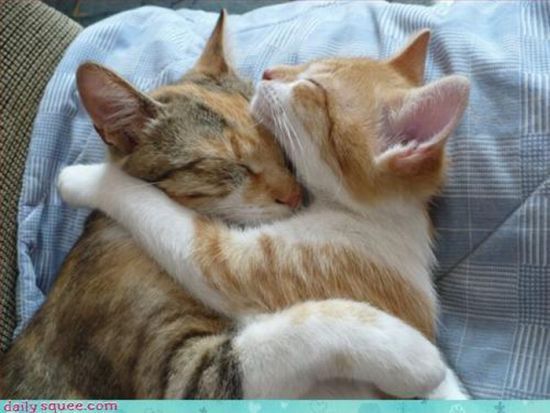 cute baby pet animal