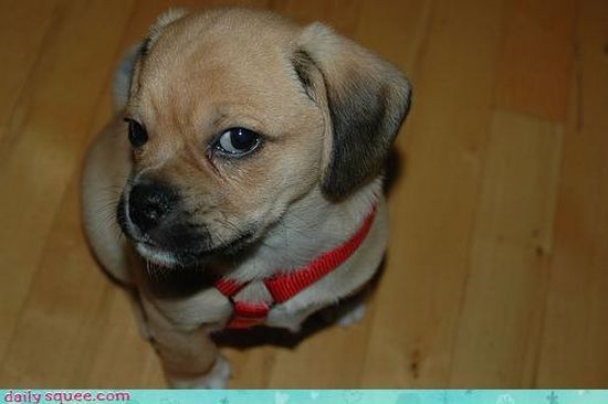 cute baby pet animal