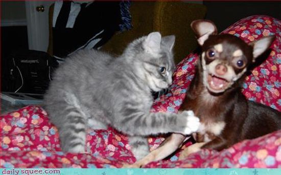 cute baby pet animal