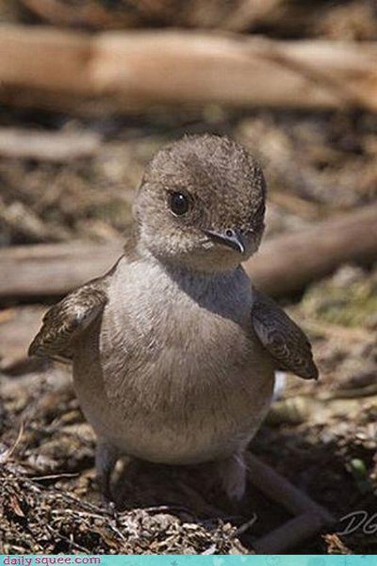 cute baby pet animal