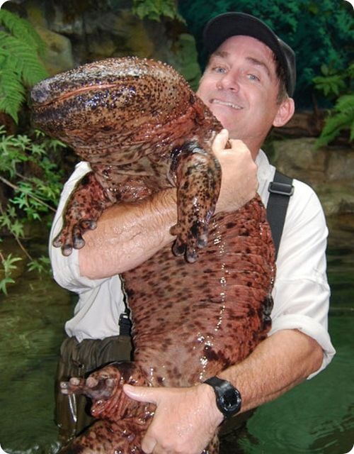 rare animals collection