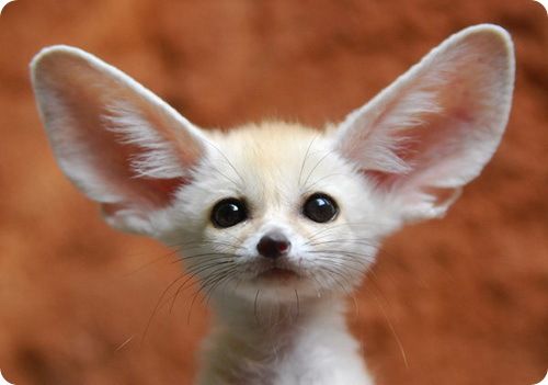 rare animals collection