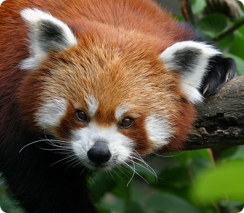 rare animals collection