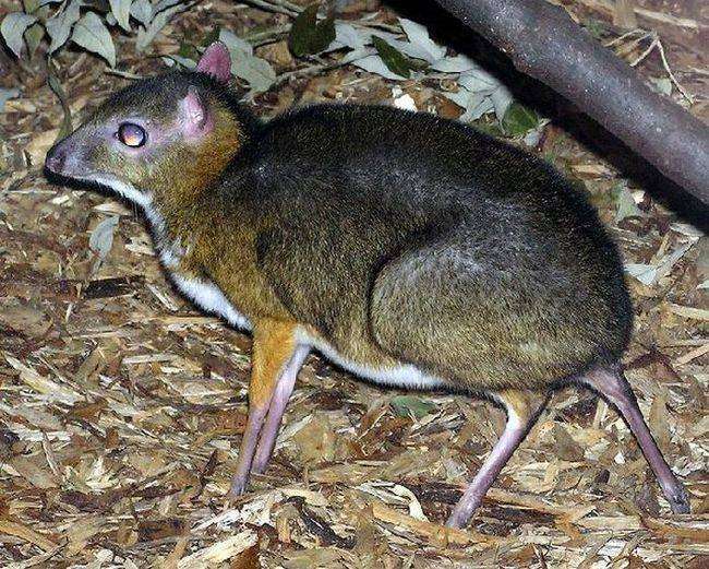 mouse deer