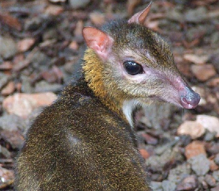 mouse deer