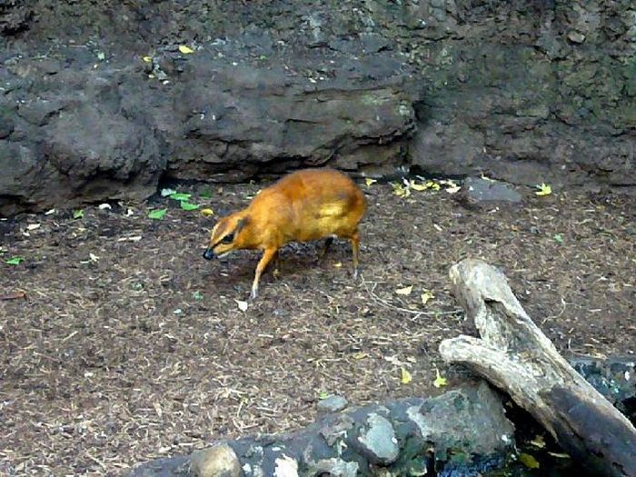 mouse deer
