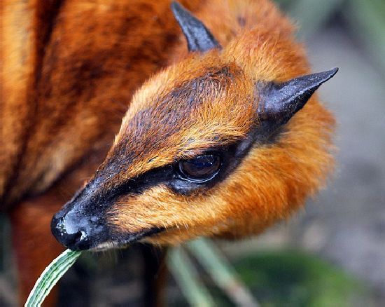 mouse deer