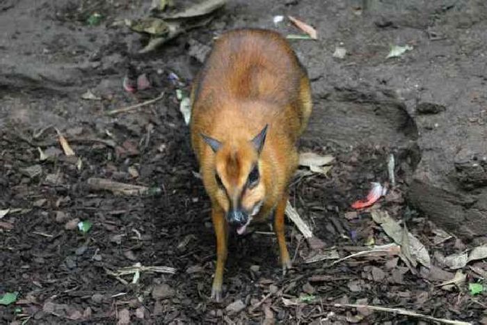 mouse deer