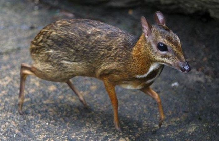 mouse deer