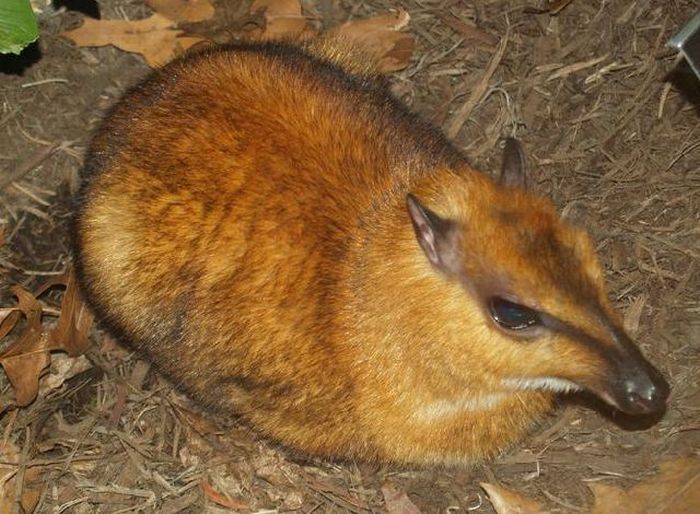 mouse deer