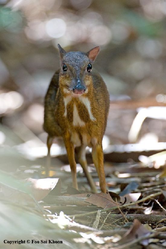 mouse deer