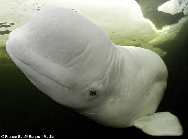 beluga whale