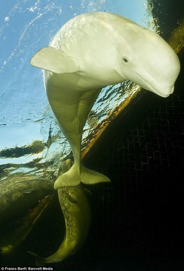 beluga whale