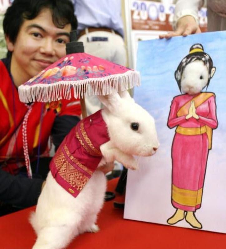 rabbit fashion