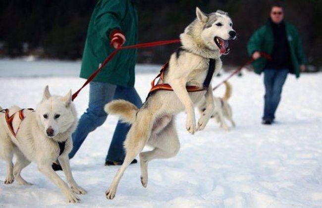 Husky Sled Dog Rally