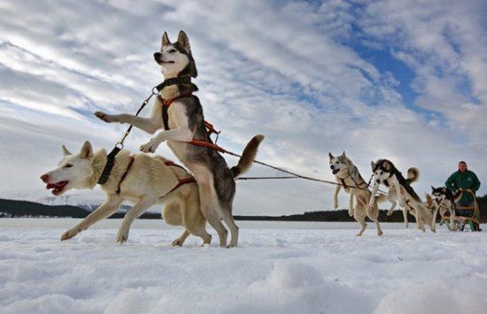 Husky Sled Dog Rally