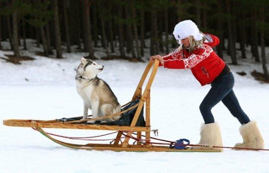 Husky Sled Dog Rally