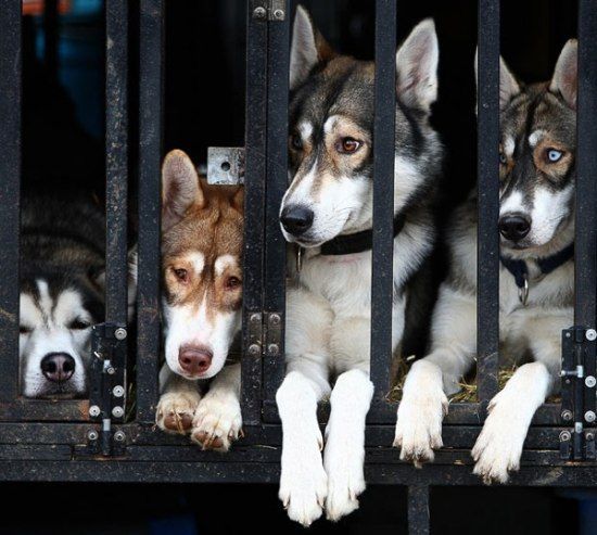 Husky Sled Dog Rally