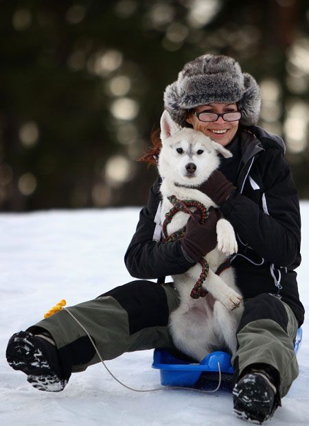 Husky Sled Dog Rally