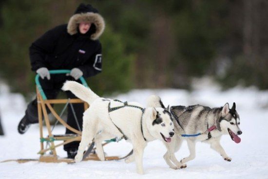 Husky Sled Dog Rally