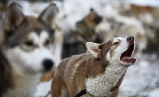 Husky Sled Dog Rally