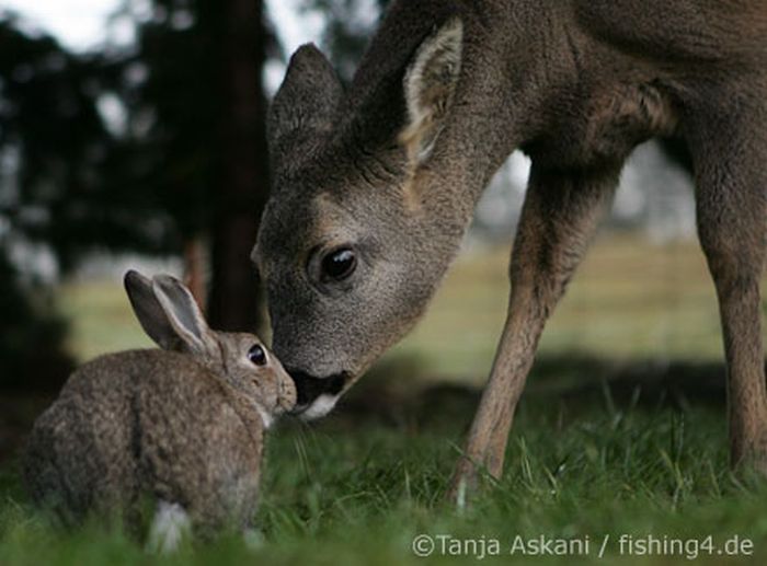 animal friends