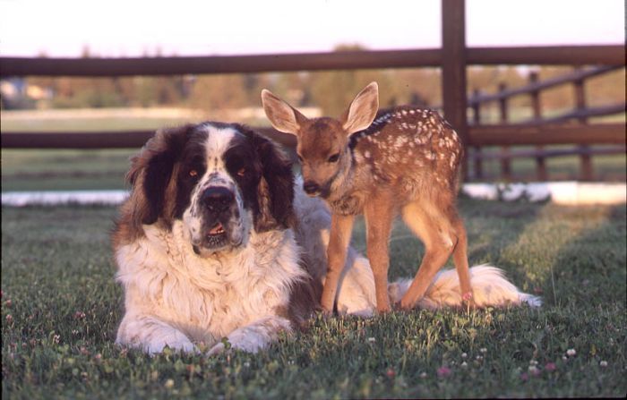 animal friends