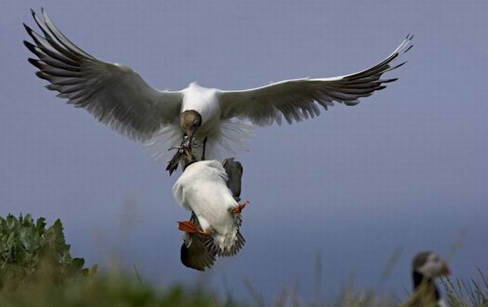 birds hunting