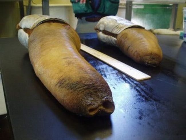 the world's largest clam, geoduck, panopea abrupta, panopea generosa