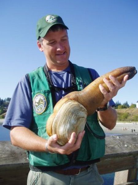 the world's largest clam, geoduck, panopea abrupta, panopea generosa