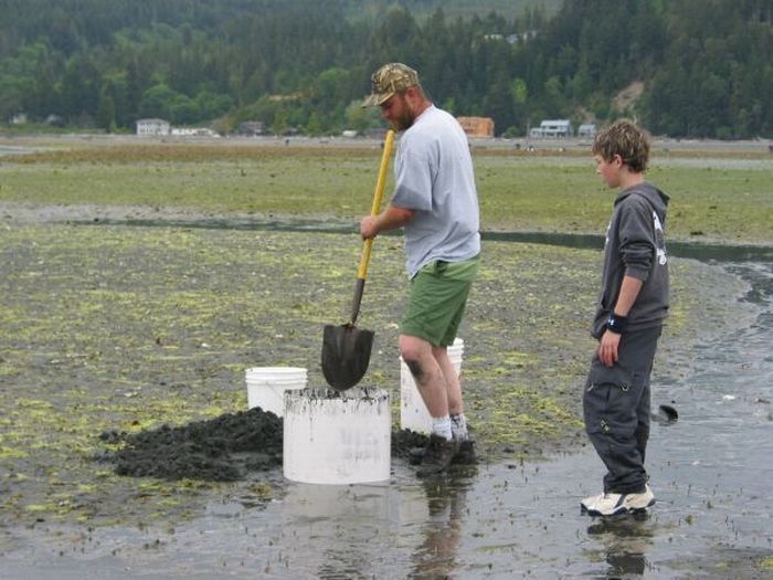 the world's largest clam, geoduck, panopea abrupta, panopea generosa