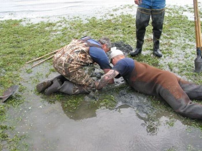 the world's largest clam, geoduck, panopea abrupta, panopea generosa