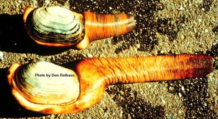 the world's largest clam, geoduck, panopea abrupta, panopea generosa