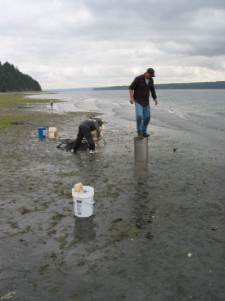 the world's largest clam, geoduck, panopea abrupta, panopea generosa