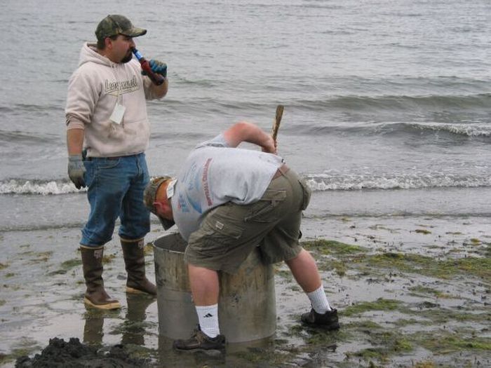 the world's largest clam, geoduck, panopea abrupta, panopea generosa