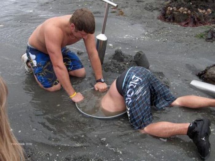 the world's largest clam, geoduck, panopea abrupta, panopea generosa