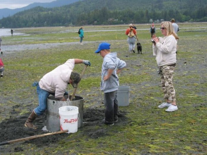 the world's largest clam, geoduck, panopea abrupta, panopea generosa