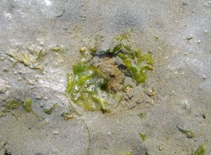 the world's largest clam, geoduck, panopea abrupta, panopea generosa