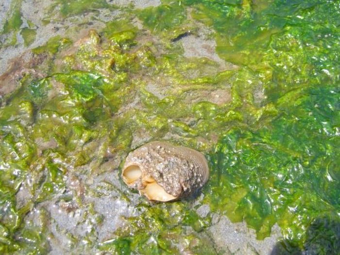 the world's largest clam, geoduck, panopea abrupta, panopea generosa